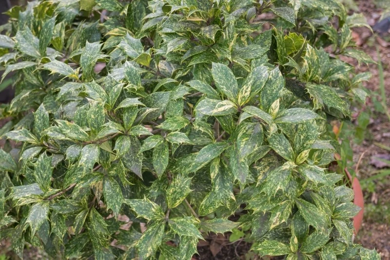 Osmantus idealnie nadaje się na żywopłot