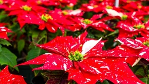 Jak uprawiać gwiazdę betlejemską, by jak najdłużej zachowała liście i przetrwałą do kolejnego sezonu.