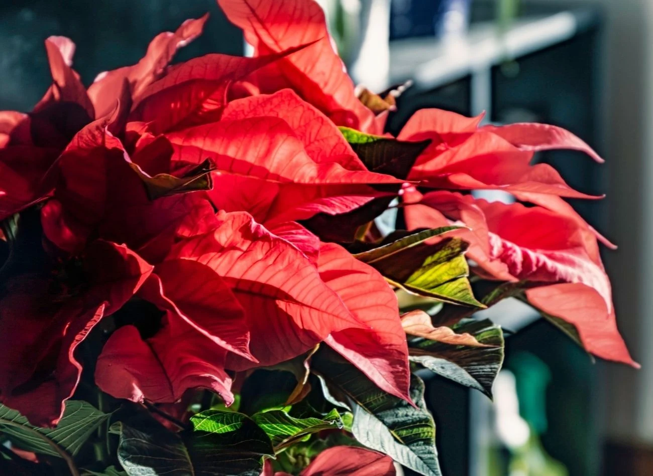 Gwiazdę betlejemską, jeśli nie została teraz kupiona, należy nawozić co 2 tygodnie.