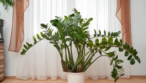 Podpowiadamy, jak pielęgnować zamiokulkasa.