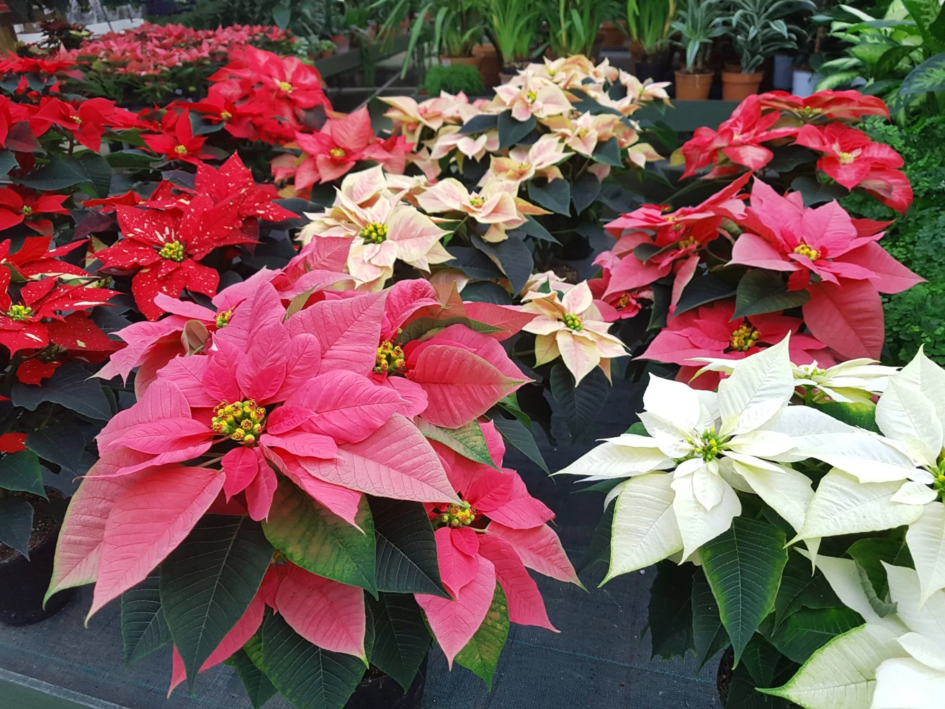 Gwiazda betlejemska źle znosi niskie temperatury