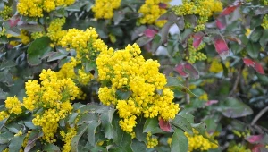 Podpowiadamy, jak uprawiać i pielęgnować mahonię pospolitą.