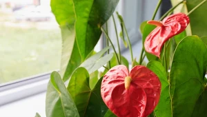 Anturium to kwiat miłości i szczęścia, którym możemy się bardzo długo cieszyć.