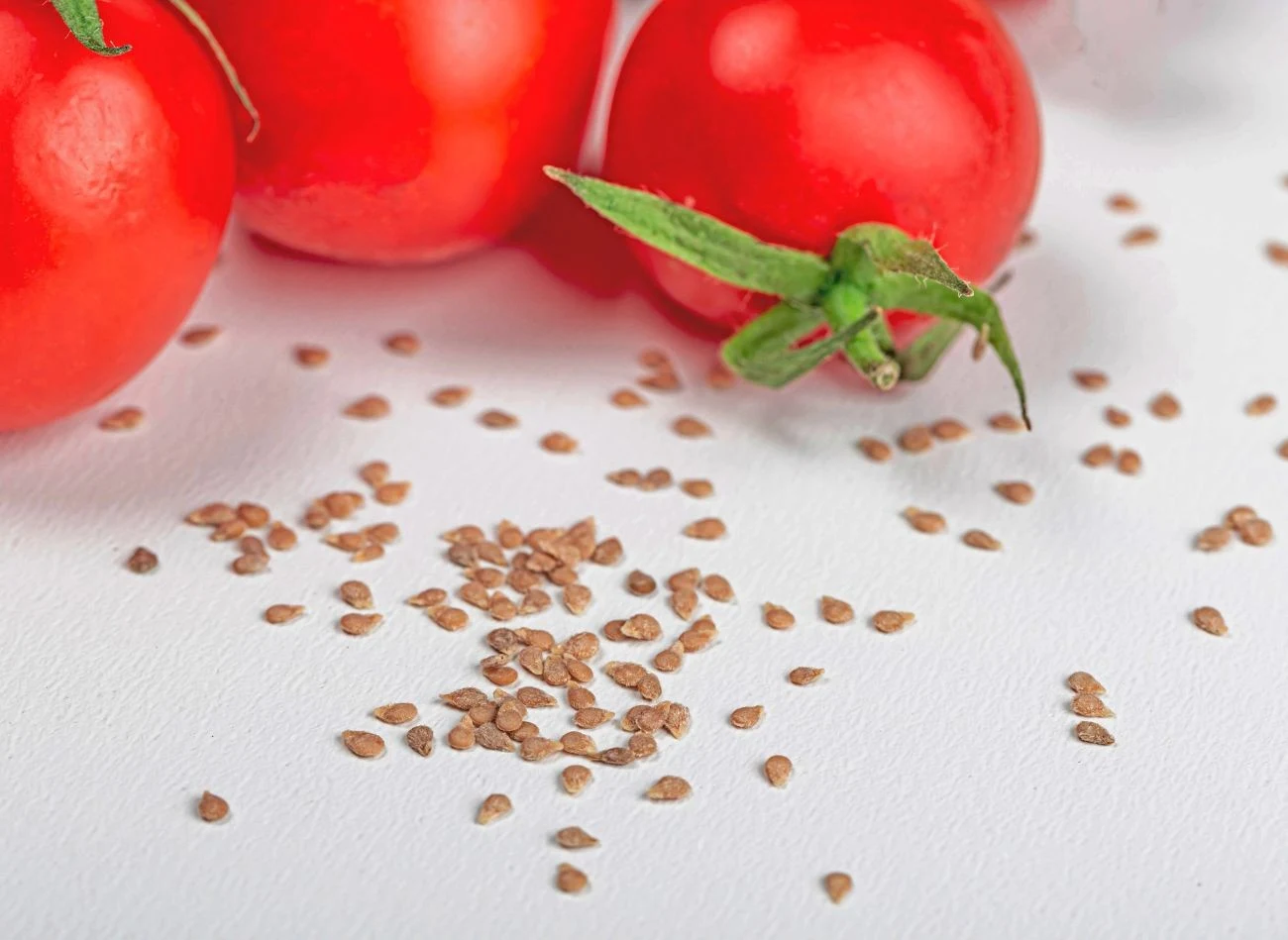 Warto zebrać nasiona z pomidorów, które uprawiało się w tym sezonie. Dają gwarancję dobrej jakości na przyszły rok.