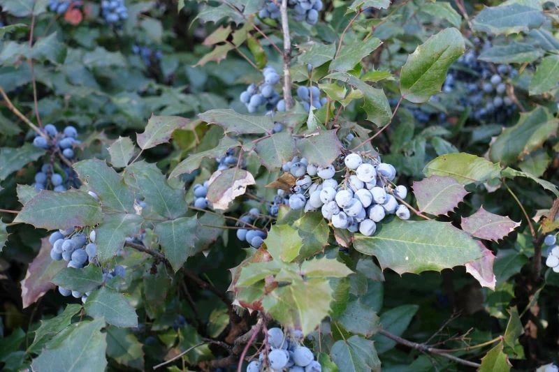 Atutami mahonii pospolitej są jej kwiaty i owoce