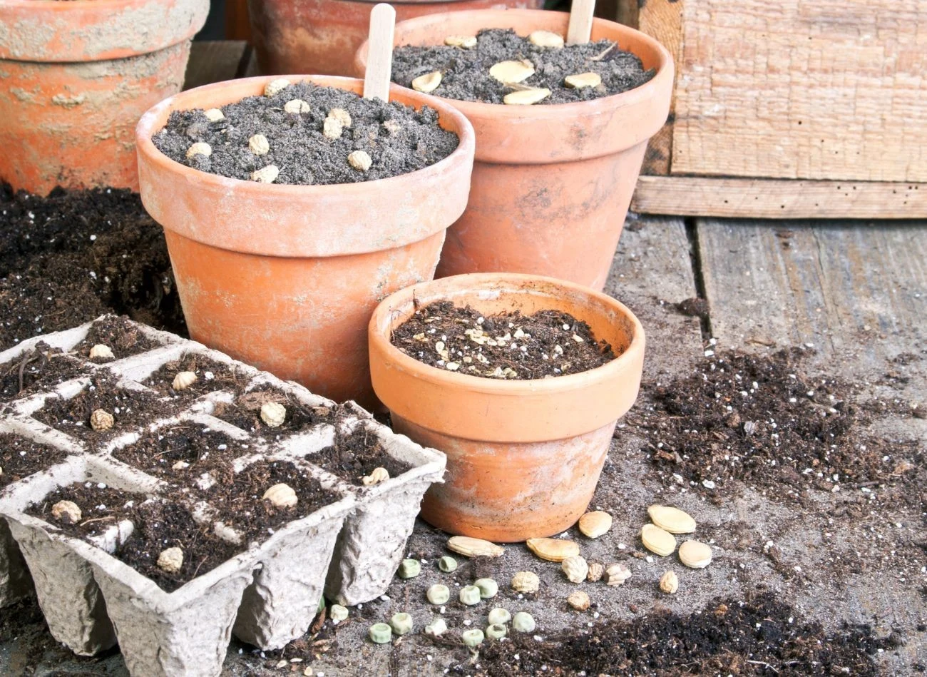 Dobrze wysuszone i przechowane nasiona będą podstawą rozpoczęcia uprawy na wiosnę, bez wydawania pieniędzy.