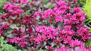 Rozchodnik kaukaski stanie się ozdobą każdego ogrodu. Sprawdź, jakie ma wymagania.