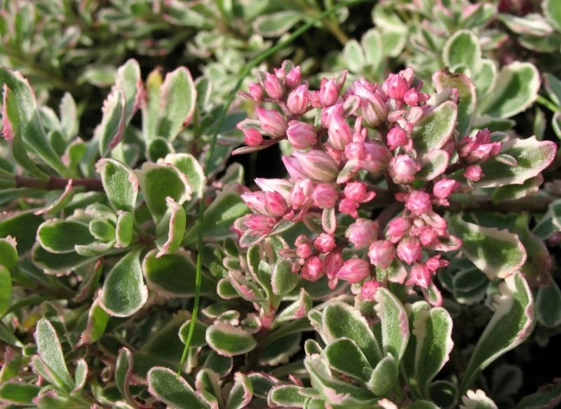 Rozchodnik kaukaski występuje w wielu odmianach, które różnią się głównie kolorem kwiatów i liści