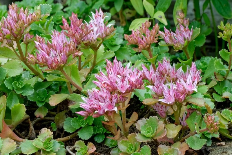 Rozchodnik karpacki gromadzi zapas wody w liściach i pędach, dlatego jest odporny na suszę