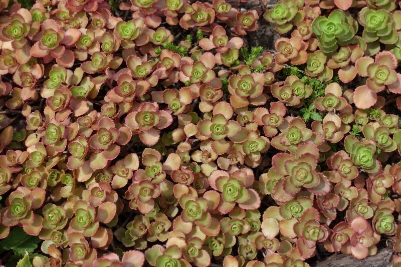 Liście rozchodnika kaukaskiego mają właściwości lecznicze
