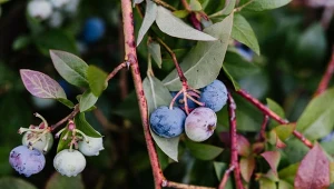 Wyjaśniamy, jak zabezpieczyć borówkę amerykańską na zimę.