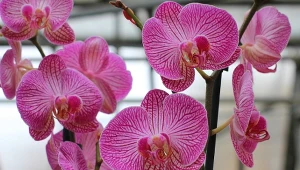 Dodaj kilka kropel do wody, a storczyki będą kwitły bujnie i długo.