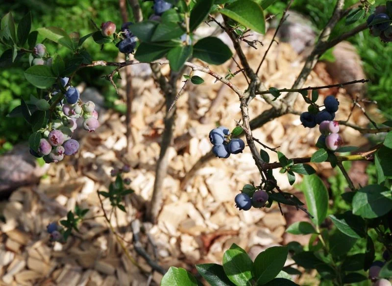 Ściółkowanie jest jednym ze sposobów na zabezpieczenie borówki amerykańskiej na zimę