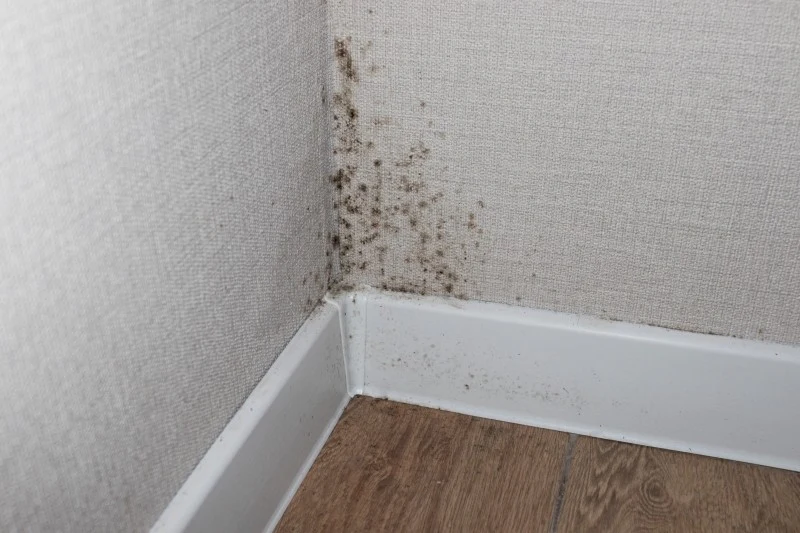 Głównymi przyczynami powstawania pleśni są wysoka wilgotność oraz nieodpowiednia cyrkulacja powietrza