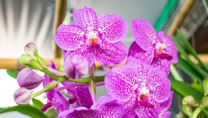 Warunkiem kwitnienia storczyków jest dobór odpowiedniej doniczki oraz skład podłoża.