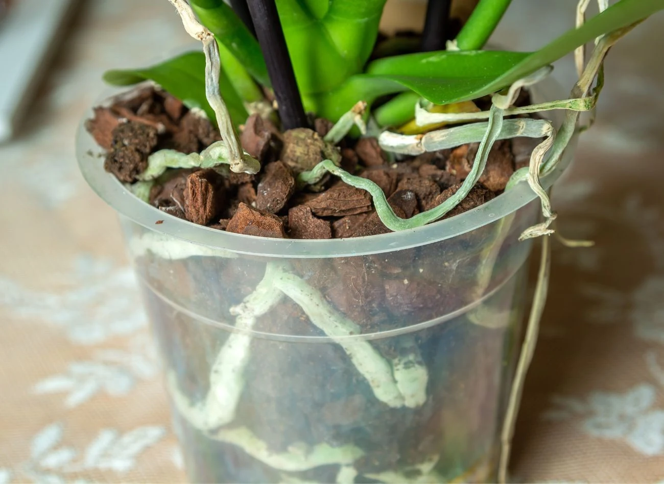 Plastikowe doniczki często są przezroczyste, dzięki czemu storczyk ma więcej dostępu do światła.