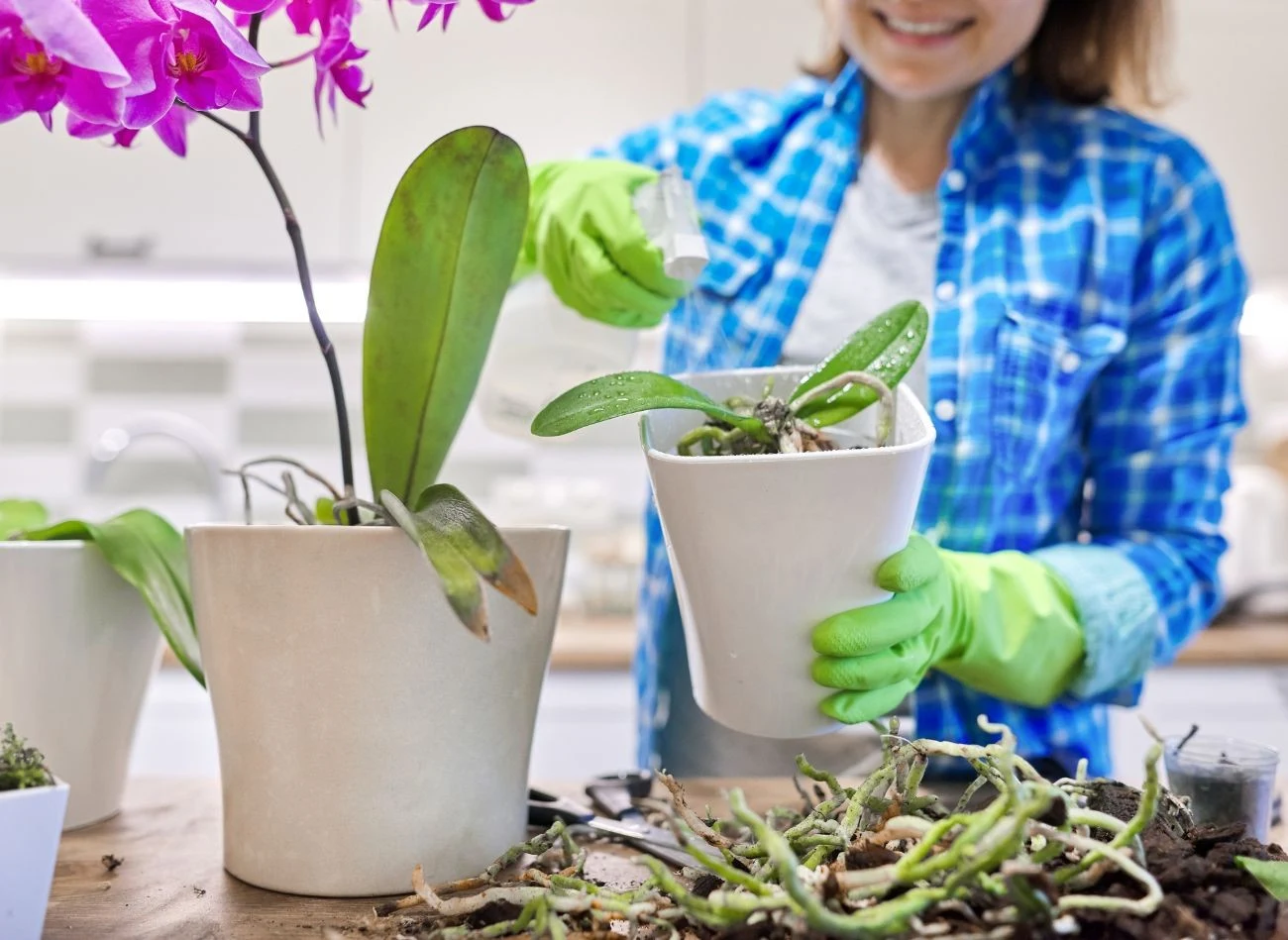 Warto samodzielnie wykonać podłoże do storczyka.