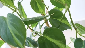 Filodendron pnący to jedna z najpiękniejszych roślin doniczkowych zwisających.