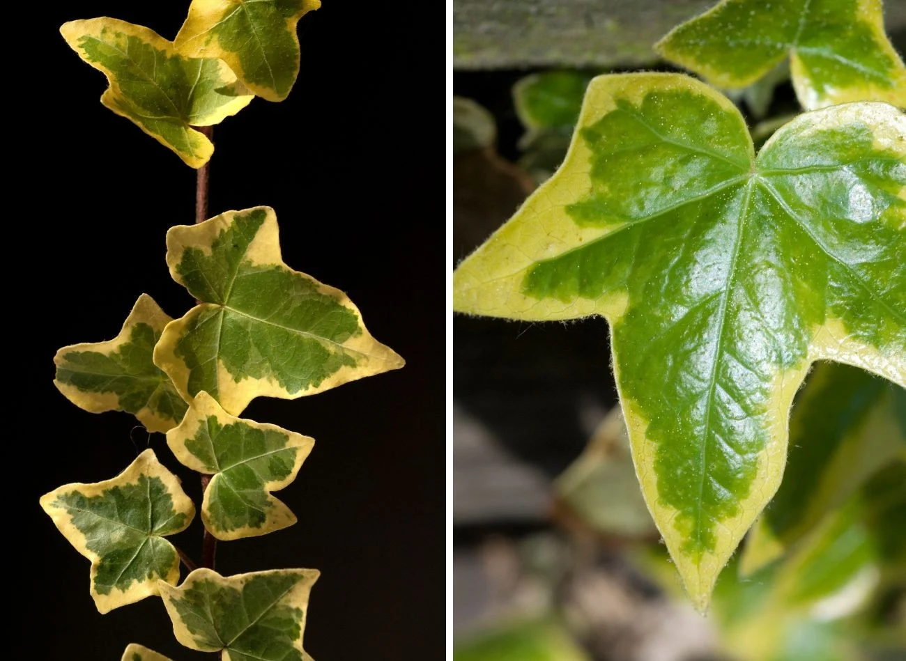 Bluszcza 'Goldheart' charakteryzuje się złoceniem na obwodzie liści