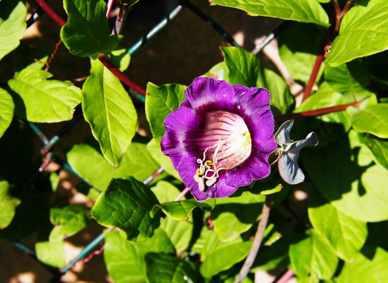 Kobea pnąca nadaje się do zakrywania altan, pergoli, a także do sadzenie przy ogrodzeniach.