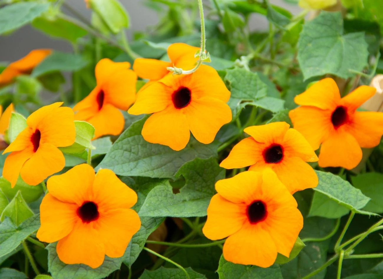 Tunbergia oskrzydlona dobrze rośnie zarówno przy podporach, jak i donicach.