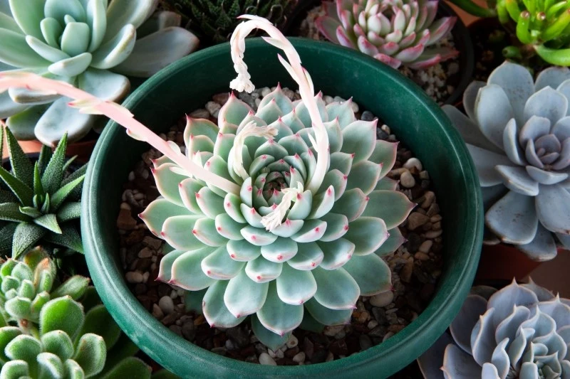 Eszeweria to bardzo urokliwy sukulent do małego mieszkania