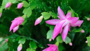 Podpowiadamy, co zrobić, gdy grudnik zrzuca pąki.