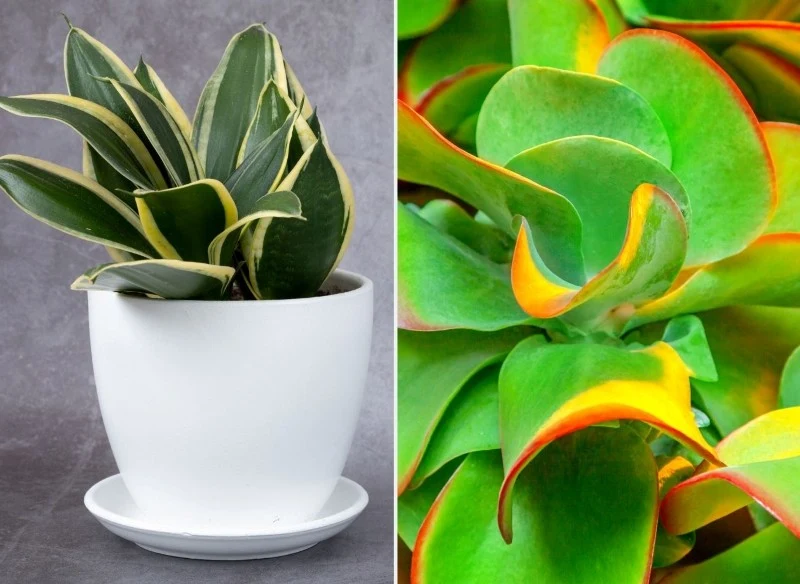 Sansewieria „Hahnii” oraz kalanchoe wiechowate będą świetnym wyborem do małych pomieszczeń