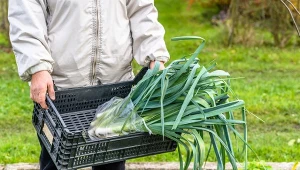 Pory można przezimować na kilka sposobów. Sprawdź, jak to zrobić.