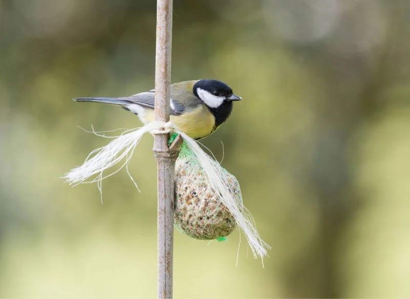 Ulepiona ręcznie pyza to dla sikorek prawdziwy przysmak