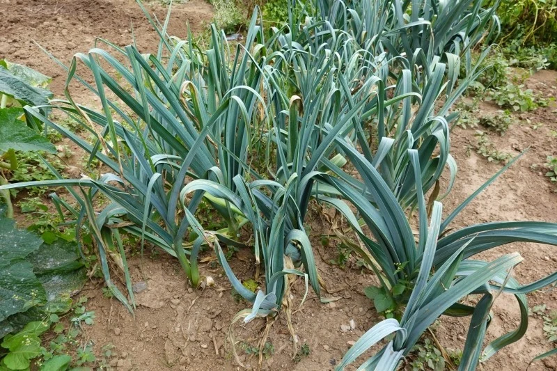 Zimowe odmiany pora są odporne na niskie temperatury, dlatego mogą zimować w gruncie