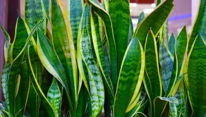 Sprawdź, jak pobudzić sansewierię do wzrostu.