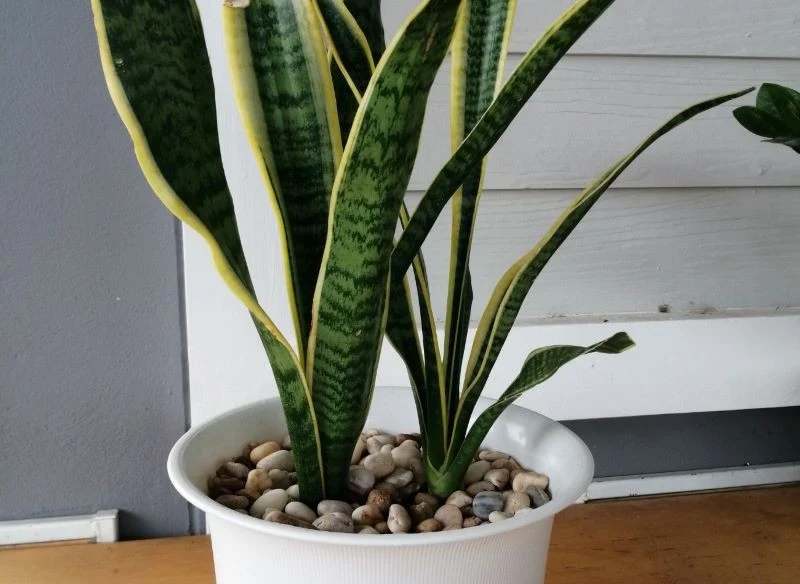 Sansewieria to jedna z żelaznych roślin dla początkujących