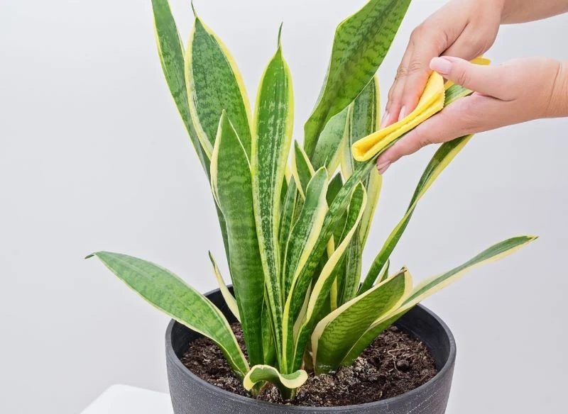 Sansewieria wolniej rośnie, gdy na jej liściach jest dużo kurzu