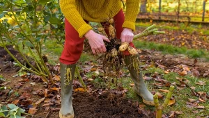 Niektóre kwiaty cebulowe i bulwiaste są wrażliwe na mróz. Sprawdź, jak je przezimować.