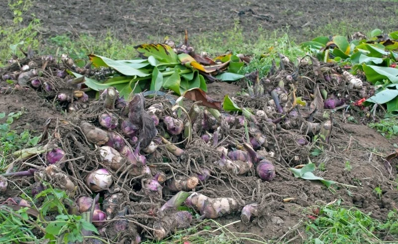 Różne rośliny wymagają różnych warunków do przezimowania