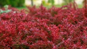 Berberysy zimozielone są najpiękniejszą ozdobą ogrodu jesienią i zimą. Nadają się również na żywopłoty.