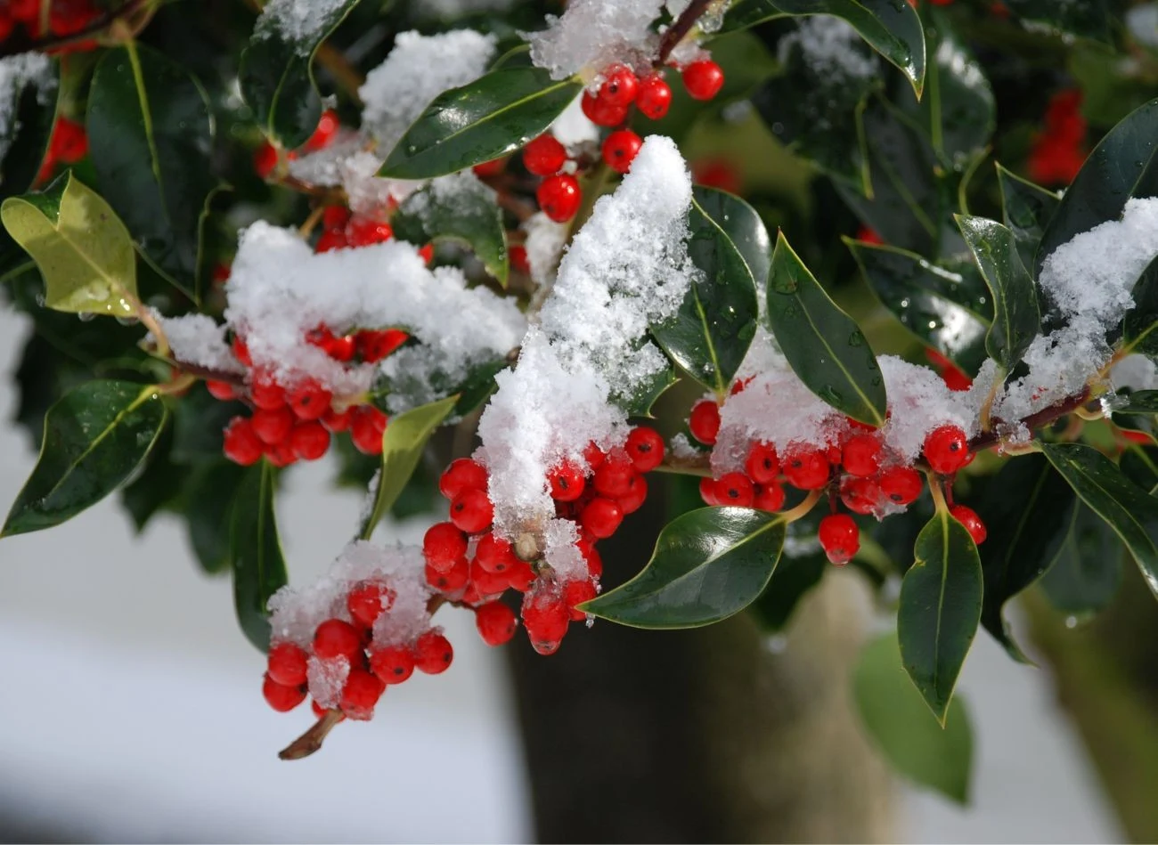 Ostrokrzew to roślina zimozielona, a jej skórzaste, błyszczące liście są bardzo dekoracyjne.