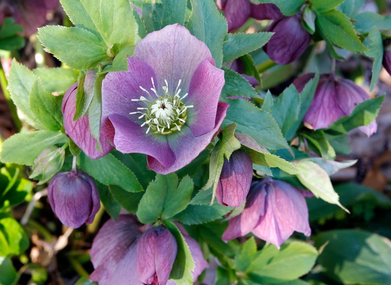 Ciemierniki to piękne rośliny, które kwitną zimą. Warto je mieć w ogrodzie.