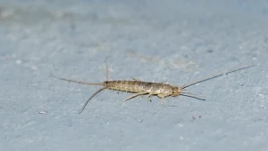 Rybików cukrowych można się pozbyć dzięki kilku domowym sposobom.