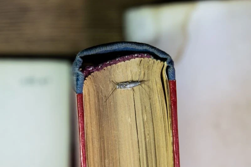 Rybiki cukrowe mogą żerować w starych książkach