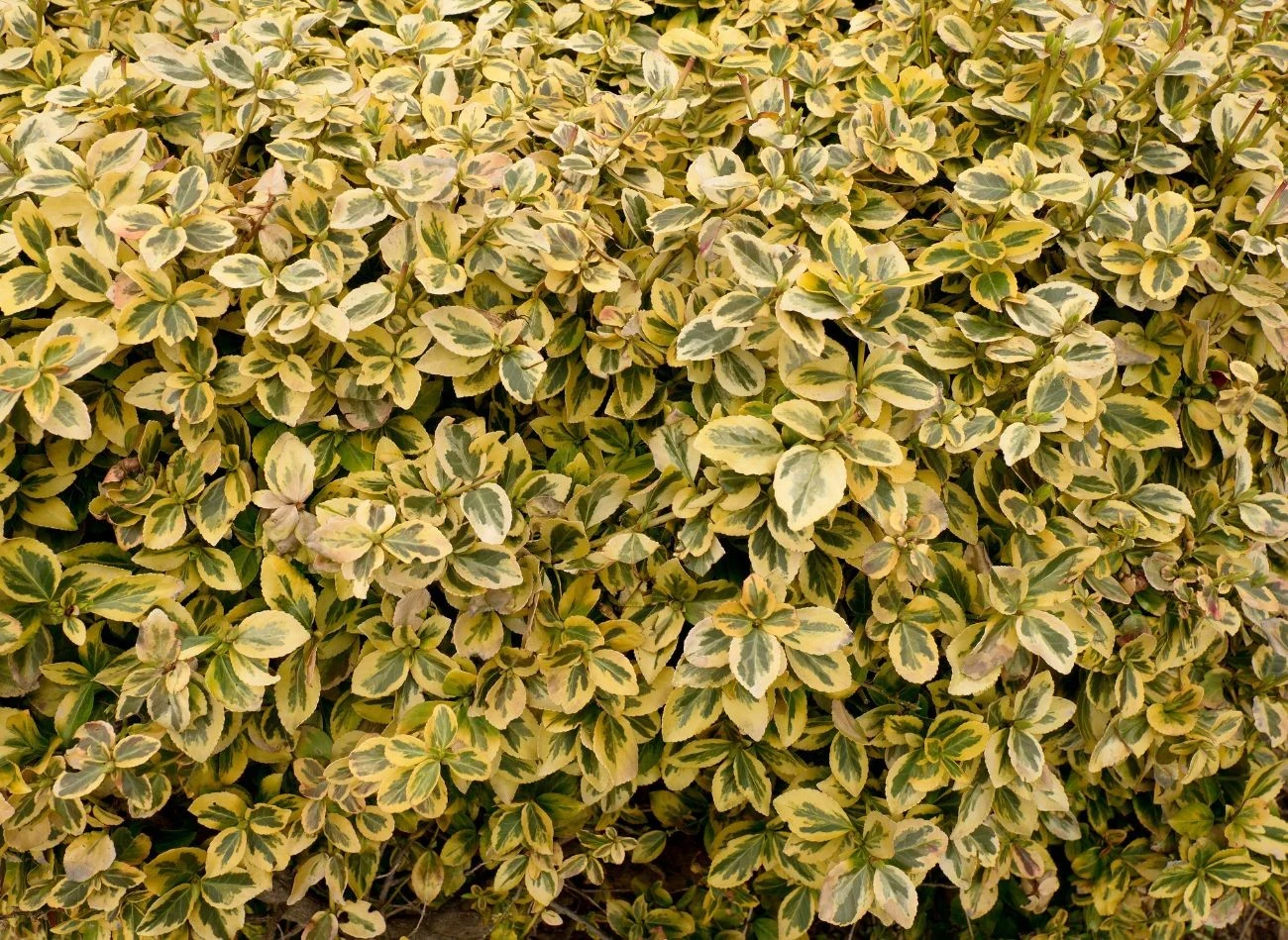 Trzemielina Fotune'a zimą nic nie traci ze swojego uroku. Jej atutem są wybarwione liście.