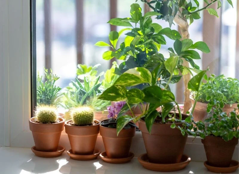 Rośliny zielone wprowadzają do wnętrz świeżość i poprawiają nastrój już tylko tym, że dekorują parapet