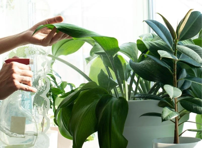 Opieka nad roślinami sprawia, że czujemy się potrzebni, mamy cel, ten zaś niesie satysfakcję