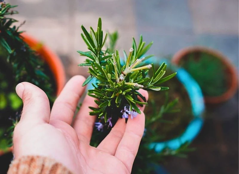 Aromatyczny rozmaryn to przykład zioła, które warto uprawiać z myślą o jesiennozimowej terapii zmysłów