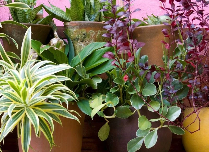 Im większą kolekcję roślin stworzysz, tym lepiej dla poprawy twojego jesiennego nastroju