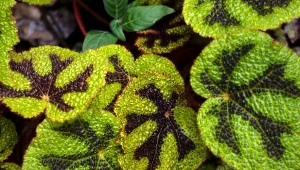 Begonia Masona to roślina o fantazyjnych liściach, obok której nie można przejść obojętnie.