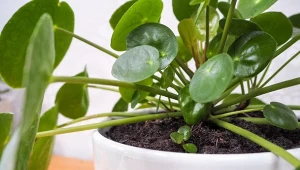 Dlaczego pieniążek gubi liście i nie wypuszcza nowych?