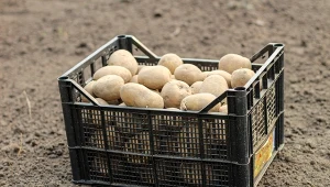 Ziemniaki pozostaną twarde i jędrne aż do wiosny. Wystarczy włożyć po kilka do skrzyni