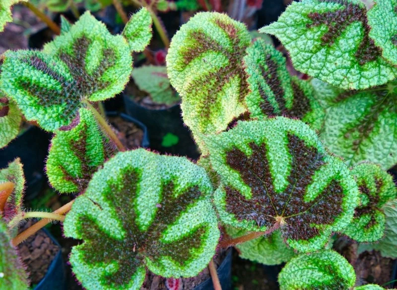 Begonia Masona najlepiej rośnie w miejscach jasnych, ale o rozproszonym świetle słonecznym